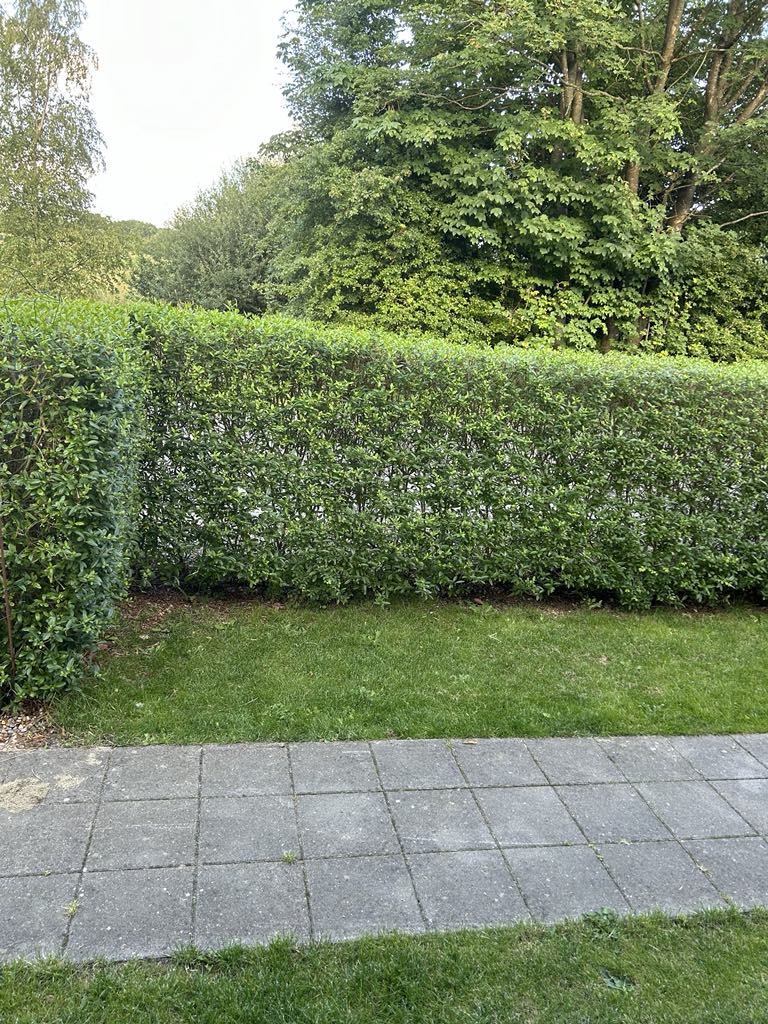 hvad koster det at få klippet hæk