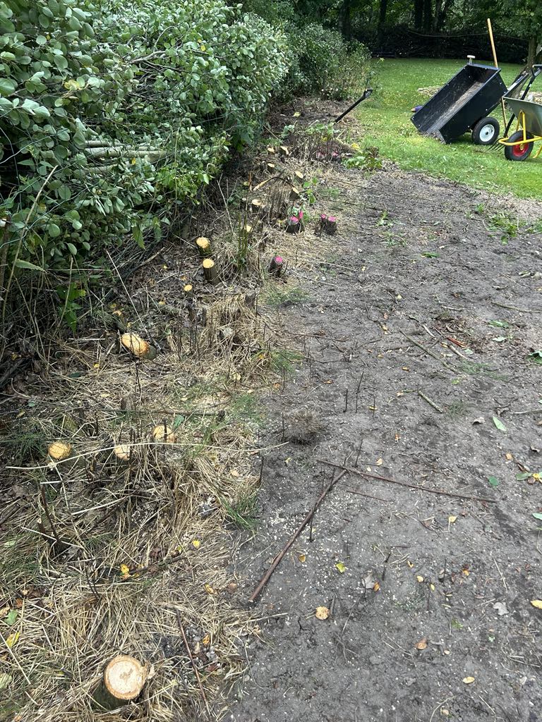 Træfældning, træer er klar til stubfræsning