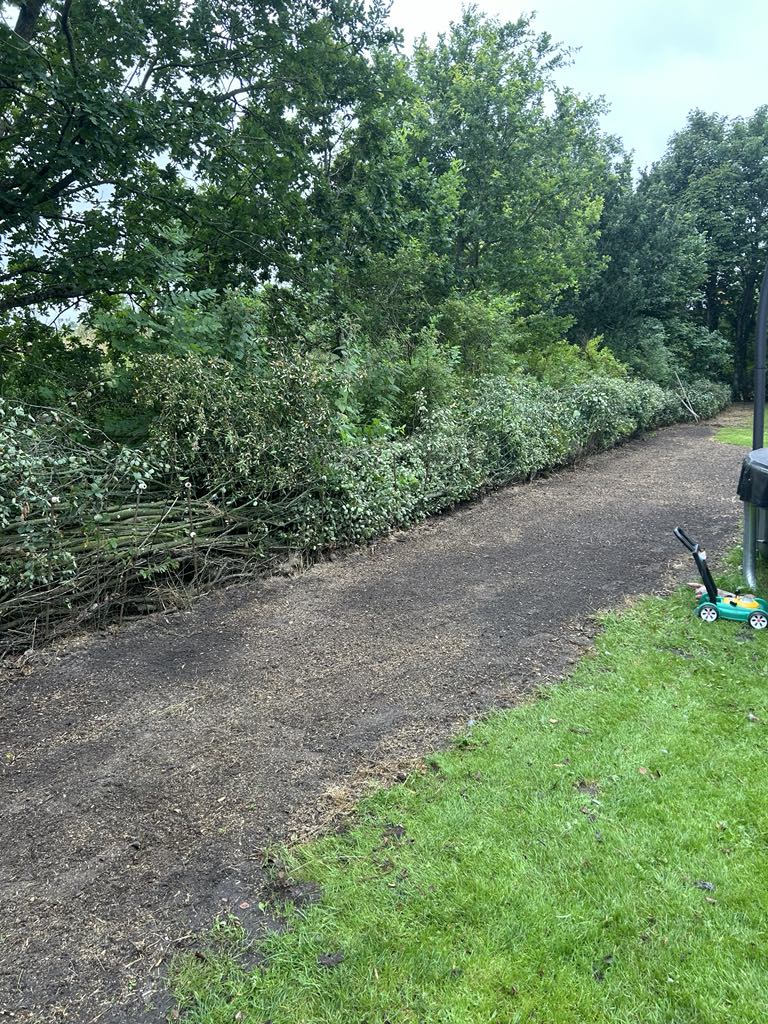 beskæring og fældning af træer